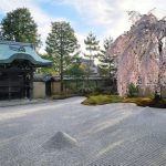 Templo Kodaiji de Kioto. Jardín zen y cerezo llorón en flor.