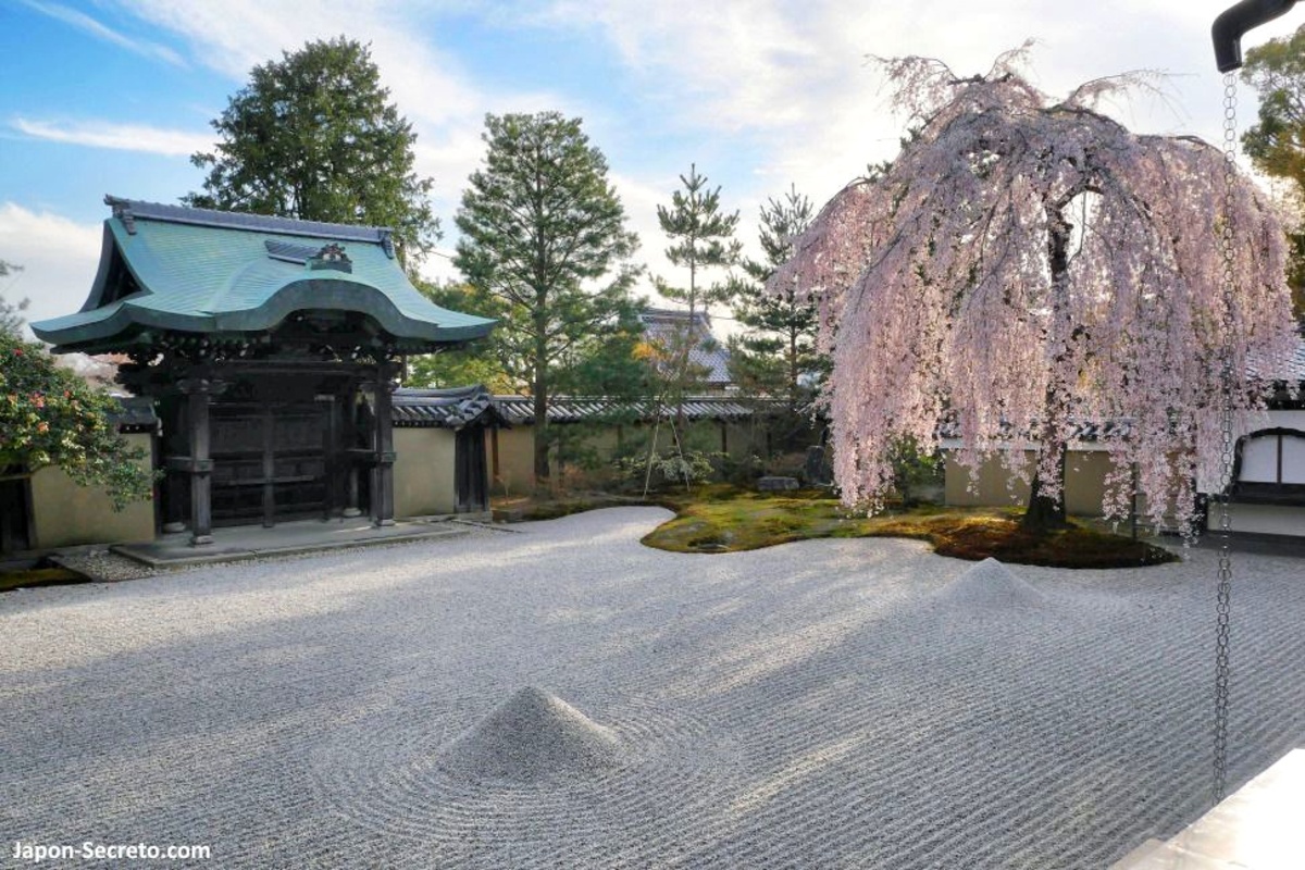 Templo Kodaiji de Kioto. Jardín zen y cerezo llorón en flor.