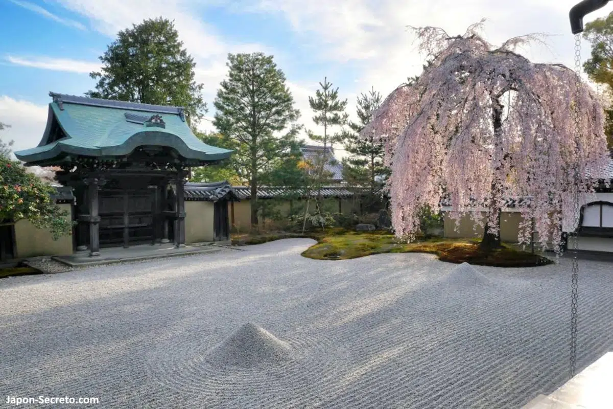 Templo Kodaiji de Kioto. Jardín zen y cerezo llorón en flor.