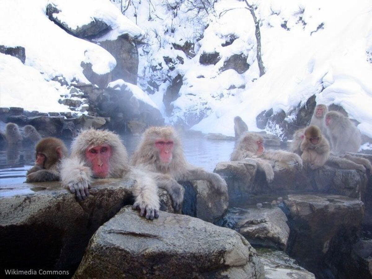 Viajar en invierno, navidad, fin de año y año nuevo a Japón: consejos, alojamiento, clima, lugares cerrados, ropa, frío, clima. Foto: monos en el parque Jigokudani (Nagano)