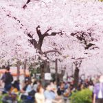 Hanami, la fiesta de celebración de los cerezos en flor o sakura en Japón: ritual, protocolo, cuándo se celebra, cómo se hace, comida, bebida, dónde se puede hacer