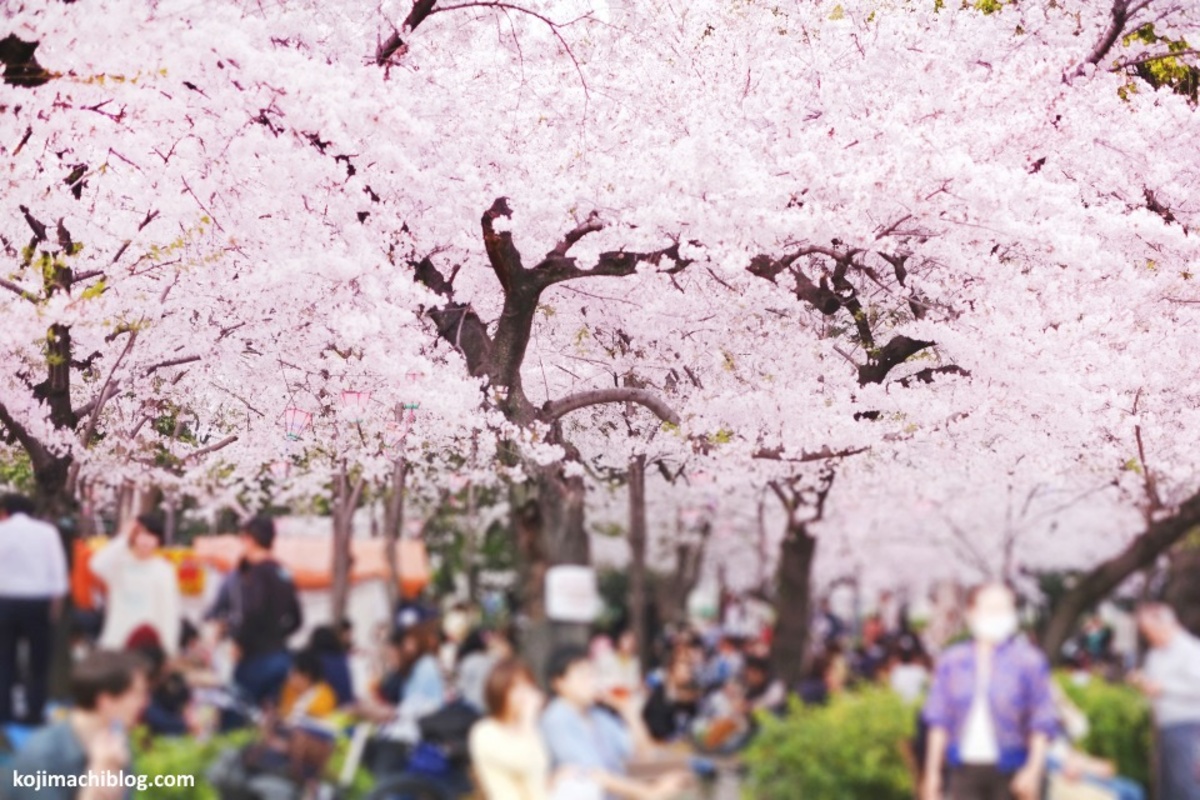 Hanami, la fiesta de celebración de los cerezos en flor o sakura en Japón: ritual, protocolo, cuándo se celebra, cómo se hace, comida, bebida, dónde se puede hacer