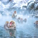 Parque de monos de Jigokudani en Nagano: cómo llegar, horario, entradas. Foto: macacos bañándose en la aguas termales onsen del parque