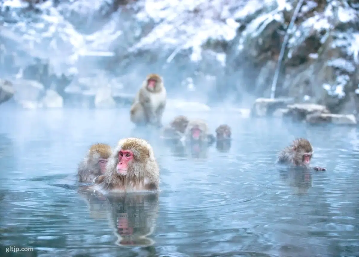 Parque de monos de Jigokudani en Nagano: cómo llegar, horario, entradas. Foto: macacos bañándose en la aguas termales onsen del parque