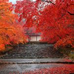 Mejores lugares de Kioto para ver el momiji, koyo o kouyou, el follaje otoñal y colores de los árboles en otoño: cómo llegar, entrada, precio, itinerario por días Foto: templo Nison-in (二尊院)
