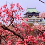 Flores de ciruelo en Japón o baika: dónde verlas, significado, variedades, gastronomía y bebida umeshu. Foto: flores de ciruelo junto al castillo de Osaka.