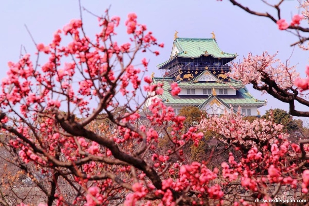 Flores de ciruelo en Japón o baika: dónde verlas, significado, variedades, gastronomía y bebida umeshu. Foto: flores de ciruelo junto al castillo de Osaka.