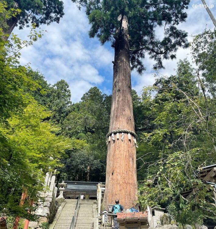 Cedro gigante del santuario Yuki Jinja 
