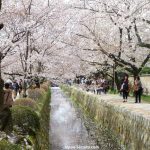 Camino del Filósofo, Paseo de la Filosofía o Sendero de la Filosofía (Tetsugaku No Michi, 哲学の道), un bello y tranquilo sendero a pie de Kioto que transcurre a lo largo de un poético canal cubierto de árboles de cerezo en primavera y colores rojos en otoño: cómo llegar, mejor época, qué ver cerca. Lugar famoso en el japonismo