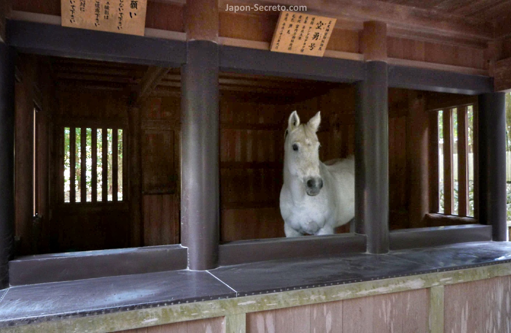 Caballo sagrado (神馬, shinme) del gran santuario Ise Jingu (伊勢大神宮)