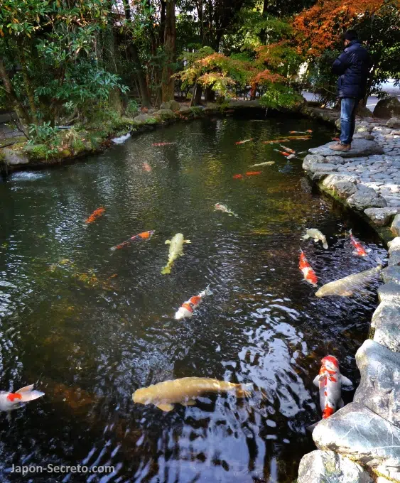 Estanque con carpas koi en los terrenos del Naiku (内宮) o Santuario Interior