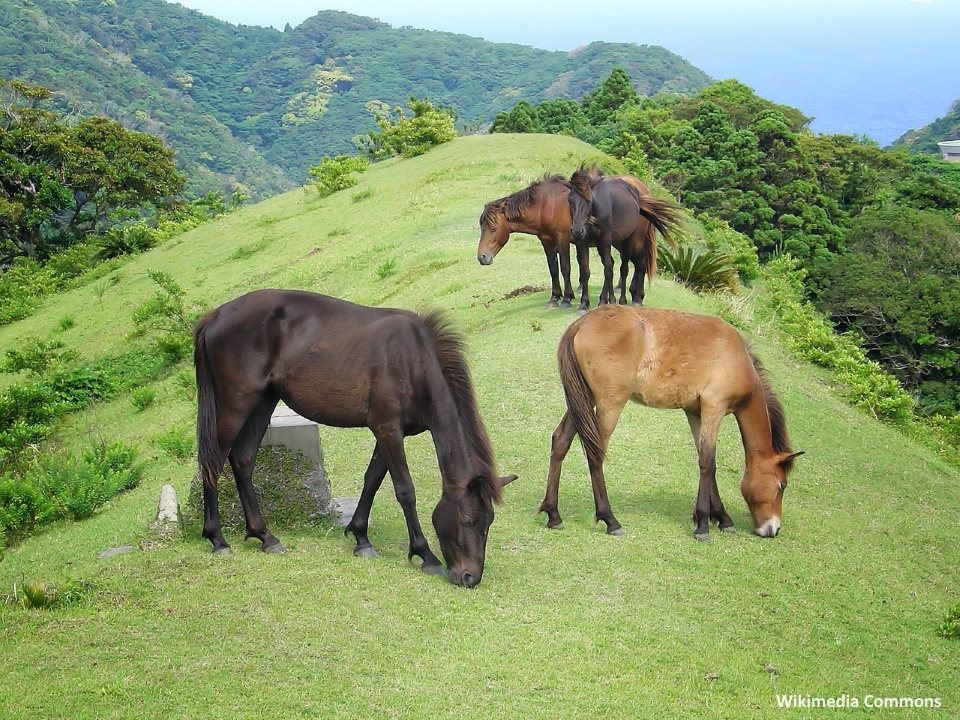 Caballos japoneses de raza Misaki (御崎馬)