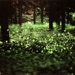 Dónde ver luciérnagas en Japón en verano (hotaru, ホタル, 蛍 o 螢), mejores fechas en mayo, junio y julio, mejores lugares y cómo llegar. Una tradición local muy antigua.