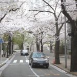 Mejores lugares para ver los cerezos en flor en Tokio y disfrutar del hanami bajo los sakura. Foto: flores de cerezo sakura en la calle Spainzaka (Supeinzaka) en el barrio de Roppongi, en Tokio