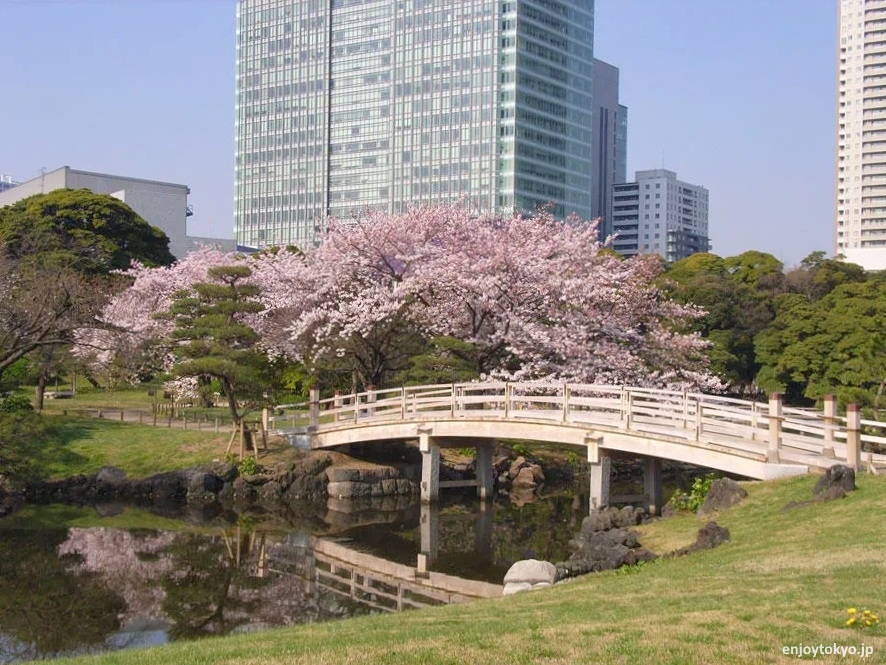 Lugares tranquilos y menos visitados de Tokio para ver cerezos sakura en flor: Hama-rikyū (浜離宮恩賜庭園)
