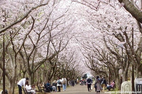 Lugares tranquilos y menos visitados de Tokio para ver cerezos sakura en flor: Parque Kasai Rinkai (葛西臨海公園)