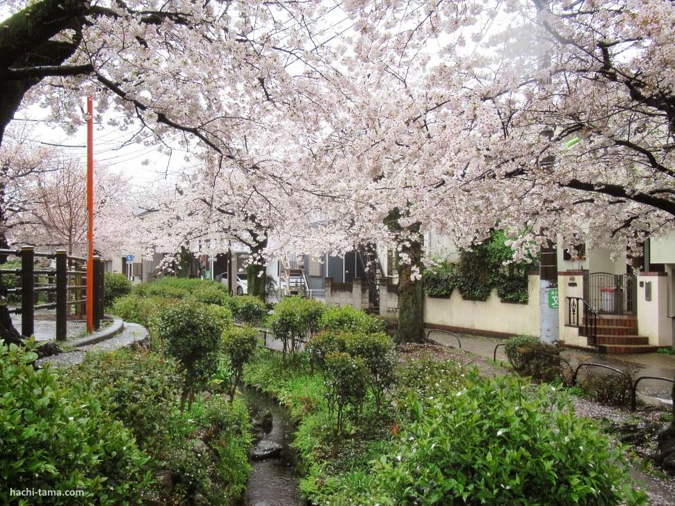 Lugares tranquilos y menos visitados de Tokio para ver cerezos sakura en flor: Kitazawagawa Ryokudō (北沢川緑道)