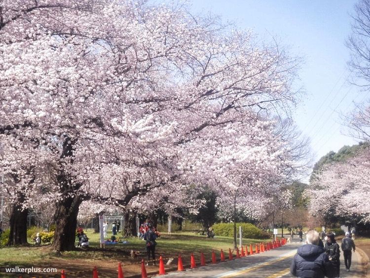 Lugares tranquilos y menos visitados de Tokio para ver cerezos sakura en flor: parque Olímpico de Komazawa (駒沢オリンピック公園)