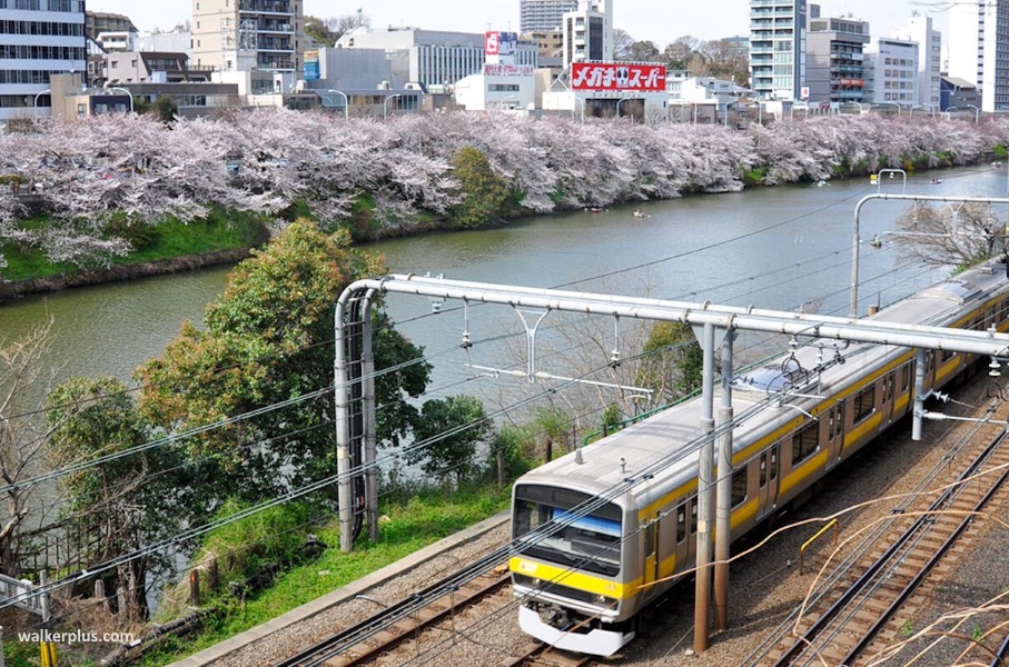 Lugares tranquilos y menos visitados de Tokio para ver cerezos sakura en flor: Parque Sotobori (外濠公園)