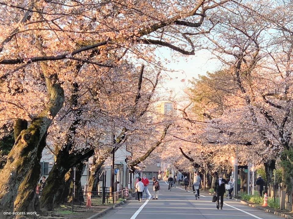 Lugares tranquilos y menos visitados de Tokio para ver cerezos en flor: Cementerio de Yanaka (谷中霊園)