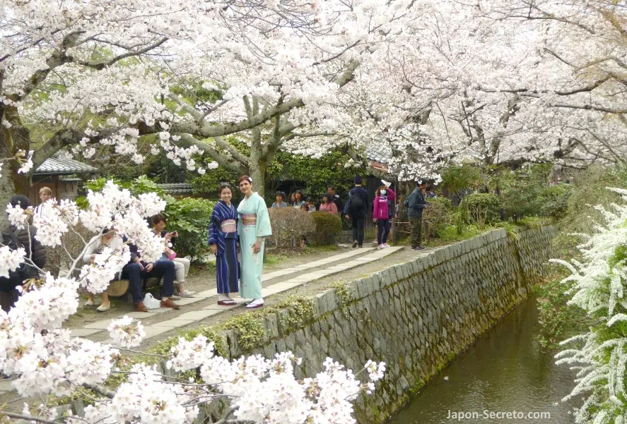 Cerezos sakura en flor en el Paseo de la Filosofía (Tetsugaku No Michi) en Kioto en primavera