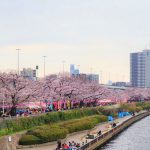 Festival Bokutei Sakura Matsuri (墨堤さくらまつり) de cerezos en flor junto al río Sumida en Tokio