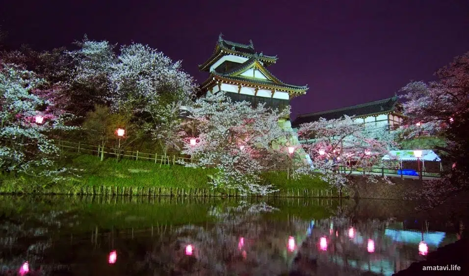 Yozakura (夜桜) o cerezos sakura en flor iluminados en el castillo de Koriyama, en Yamatokoriyama (Nara)