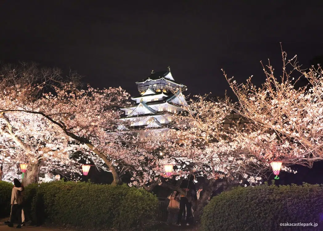 Yozakura (夜桜) o cerezos sakura en flor iluminados en el castillo de Osaka