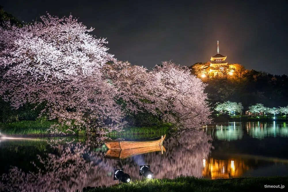 Yozakura (夜桜) o cerezos sakura en flor iluminados en los jardines Sankeien de Yokohama