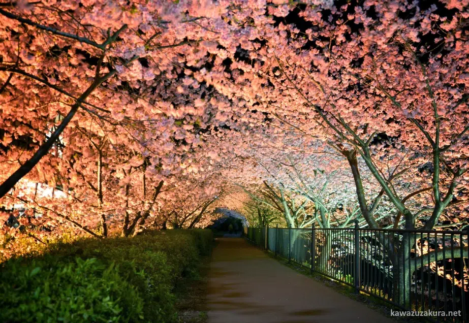 Yozakura (cerezos iluminados por la noche) en el Kawazu Zakura Matsuri (河津桜まつり), el primer festival de cerezos sakura del año en Japón, celebrado en febrero