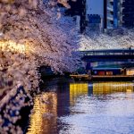 Yozakura (夜桜) o cerezos sakura en flor iluminados en Japón: mejores lugares, mejores horas, cómo llegar, precios y mapa