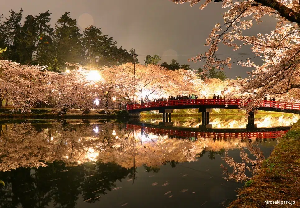 Yozakura (夜桜) o cerezos sakura en flor iluminados en el parque del castillo de Hirosaki (Aomori)